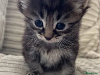 Mixed Breed cats Adorable mixed breed Mainecoon kitten - Advert 1