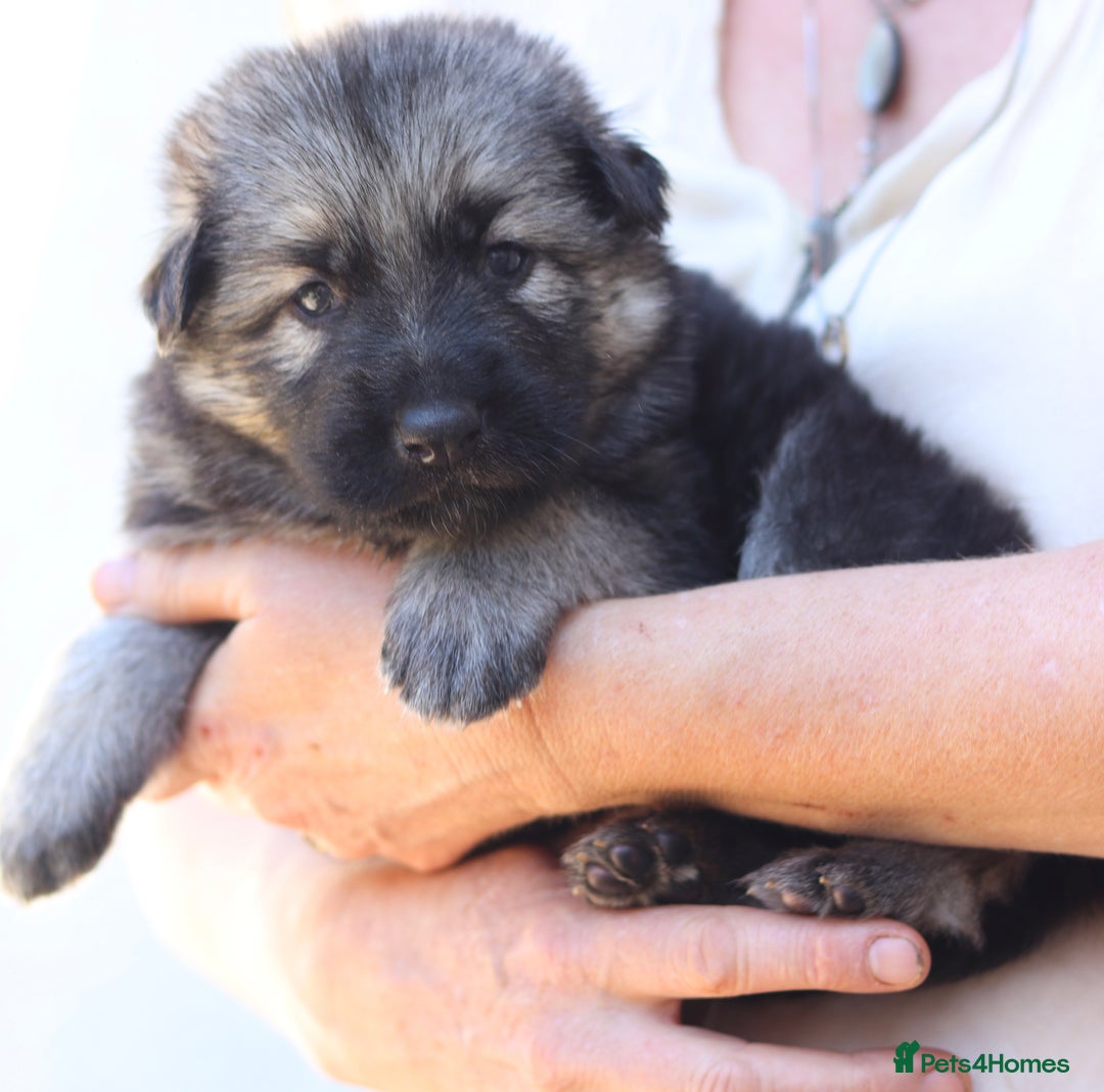 German Shepherd dogs for sale: Adorable GSD pups, straight back line, KC reg - Image 9