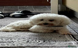 Toy Poodle dogs for sale: TOY POODLE APRICOT FEMALE - Image 3