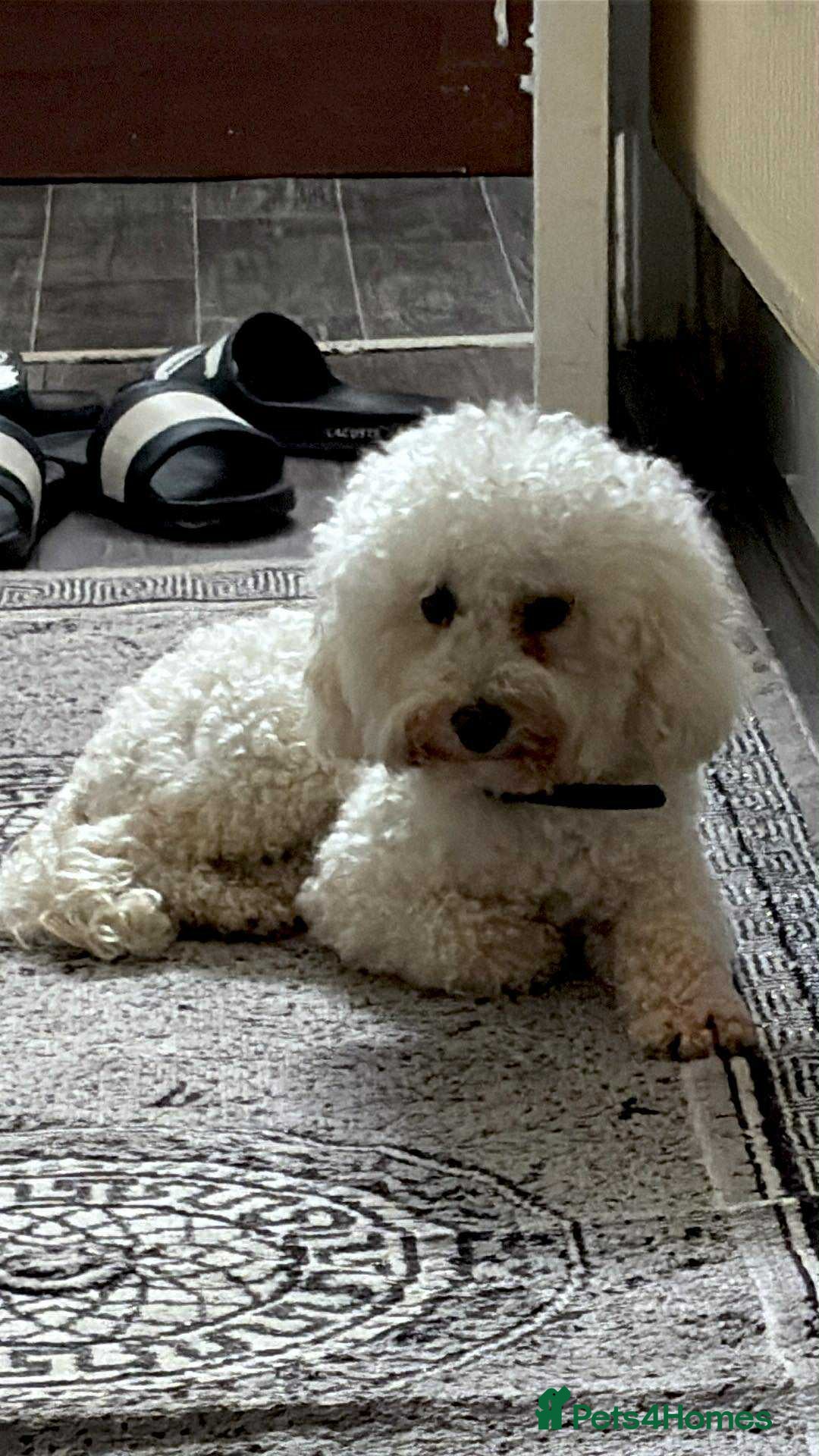 Toy Poodle dogs for sale: TOY POODLE APRICOT FEMALE - Image 3