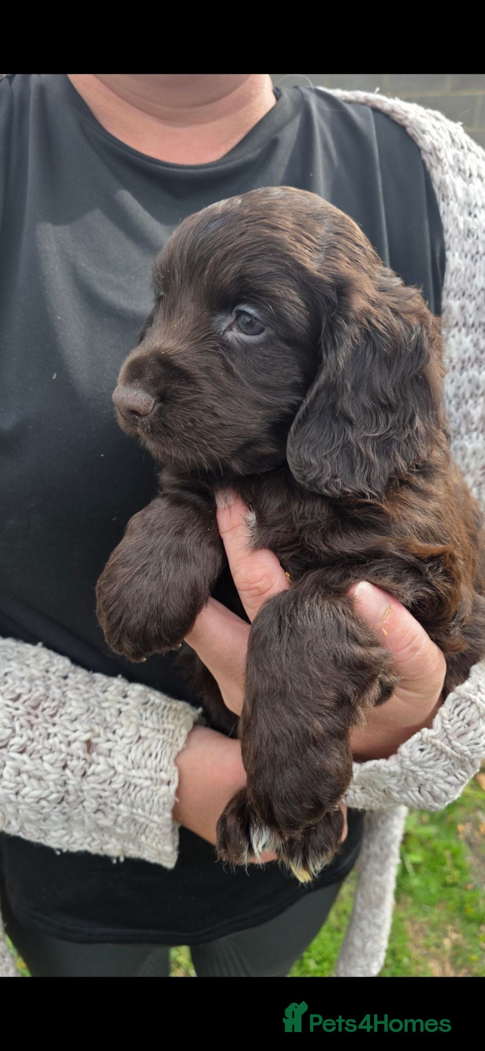 Cocker Spaniel dogs Cocker Spaniel puppies - Advert 6