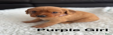 Purple Collar Girl
