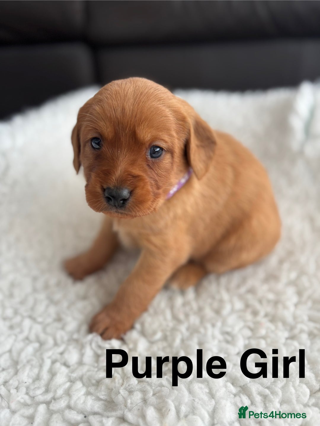 Labradoodle dogs for sale: F1 Labradoodle Puppies - Advert 18