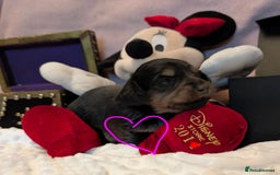 Miniature Dachshund dogs for sale:  Exquisite Long Coat Cream & Black & Tan Babies - Image 17