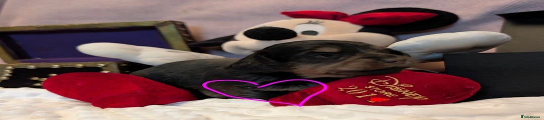 Miniature Dachshund Puppy 5