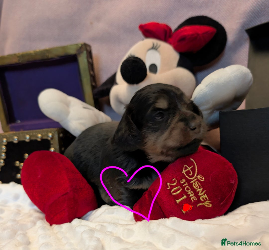 Miniature Dachshund dogs for sale:  Exquisite Long Coat Cream & Black & Tan Babies - Image 17