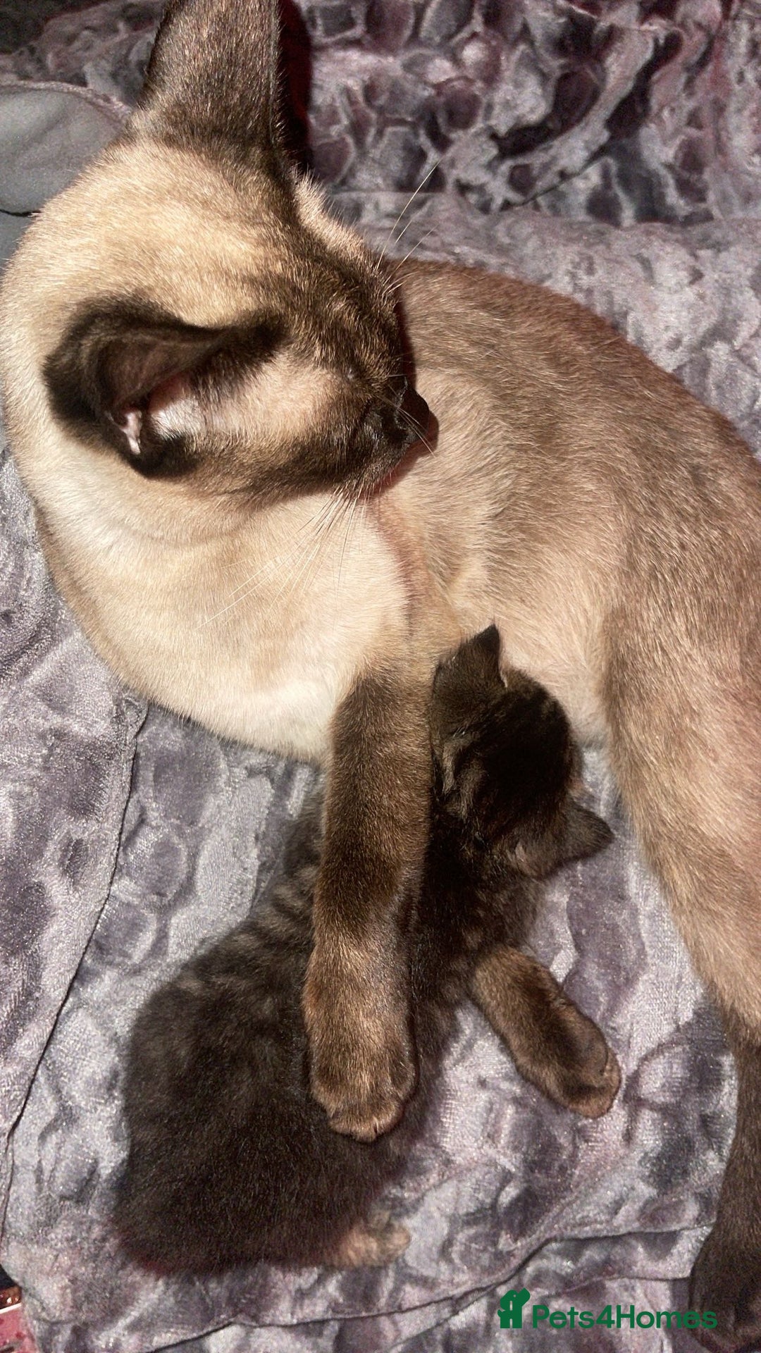 Siamese cats for sale: 4 beautiful Siamese kittens  - Image 4