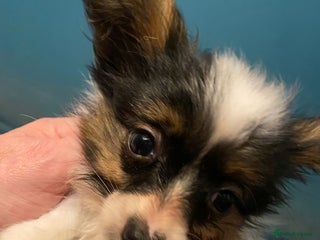 Papillon dogs KC Papillons DNA tested parents - Advert 3