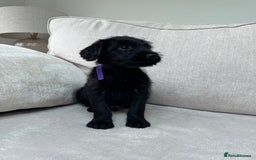 Mixed Breed dogs for sale: 🐾 🧸 *Ready Saturday* Beautiful Doodles 💕🐾 - Image 36