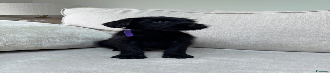 Purple Boy 🐻💜