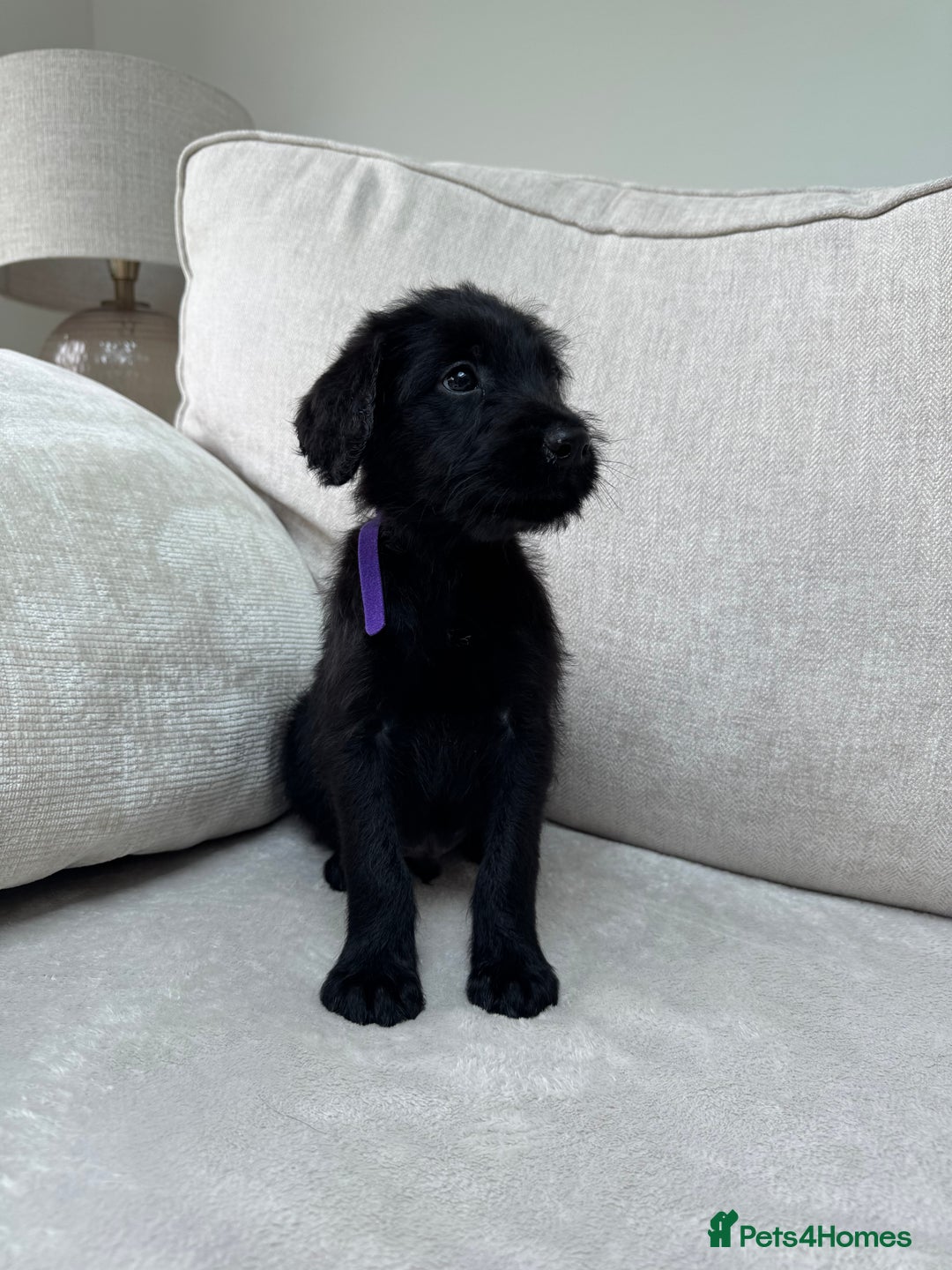 Mixed Breed dogs for sale: 🐾 🧸 *Ready Saturday* Beautiful Doodles 💕🐾 - Image 36