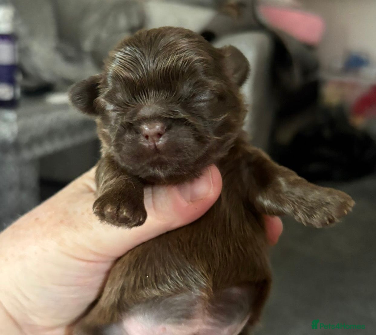 Shih Tzu dogs Liver Kennel Club Health Tested - Advert 1