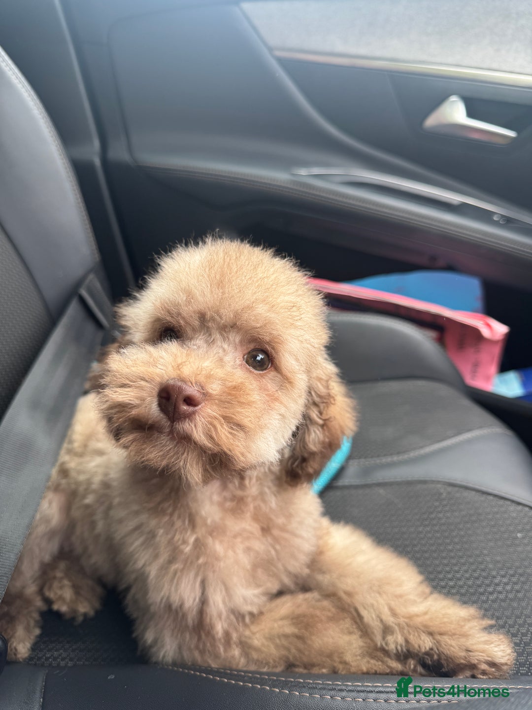 Toy Poodle dogs for sale: full ASIAN toy poodle 5* licensed breeder import  - Image 7