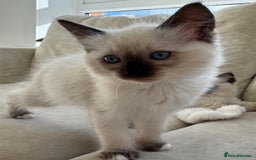 Ragdoll cats for sale: Ragdoll kittens  - Image 14