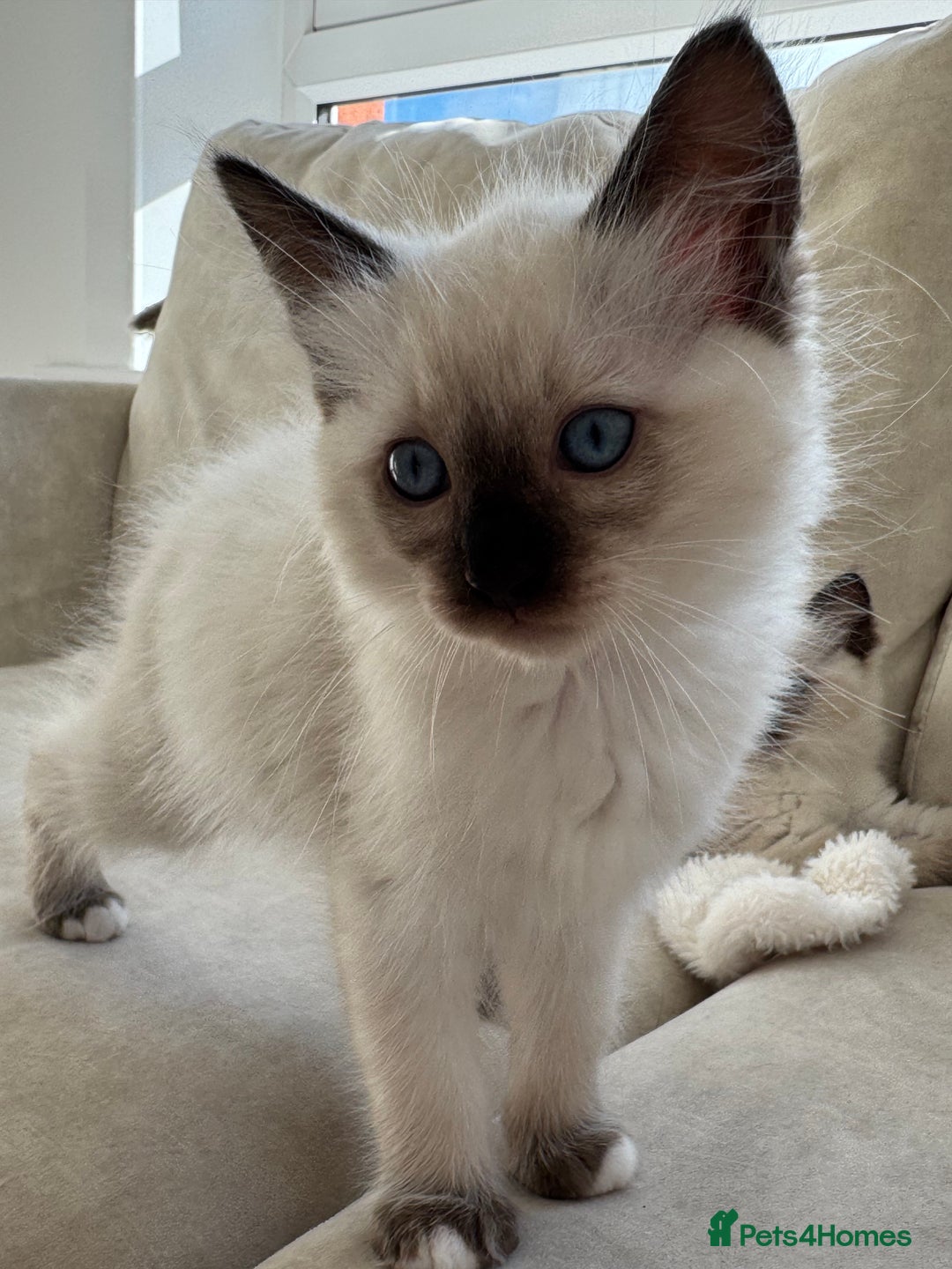 Ragdoll cats for sale: Ragdoll kittens  - Image 14