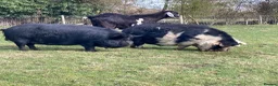 Pig livestock for sale: Three Much-Loved Kunekune Pigs Seeking a New Home - Advert 5