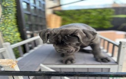 Mixed Breed dogs for sale: Last two mastiff pups available  - Advert 9