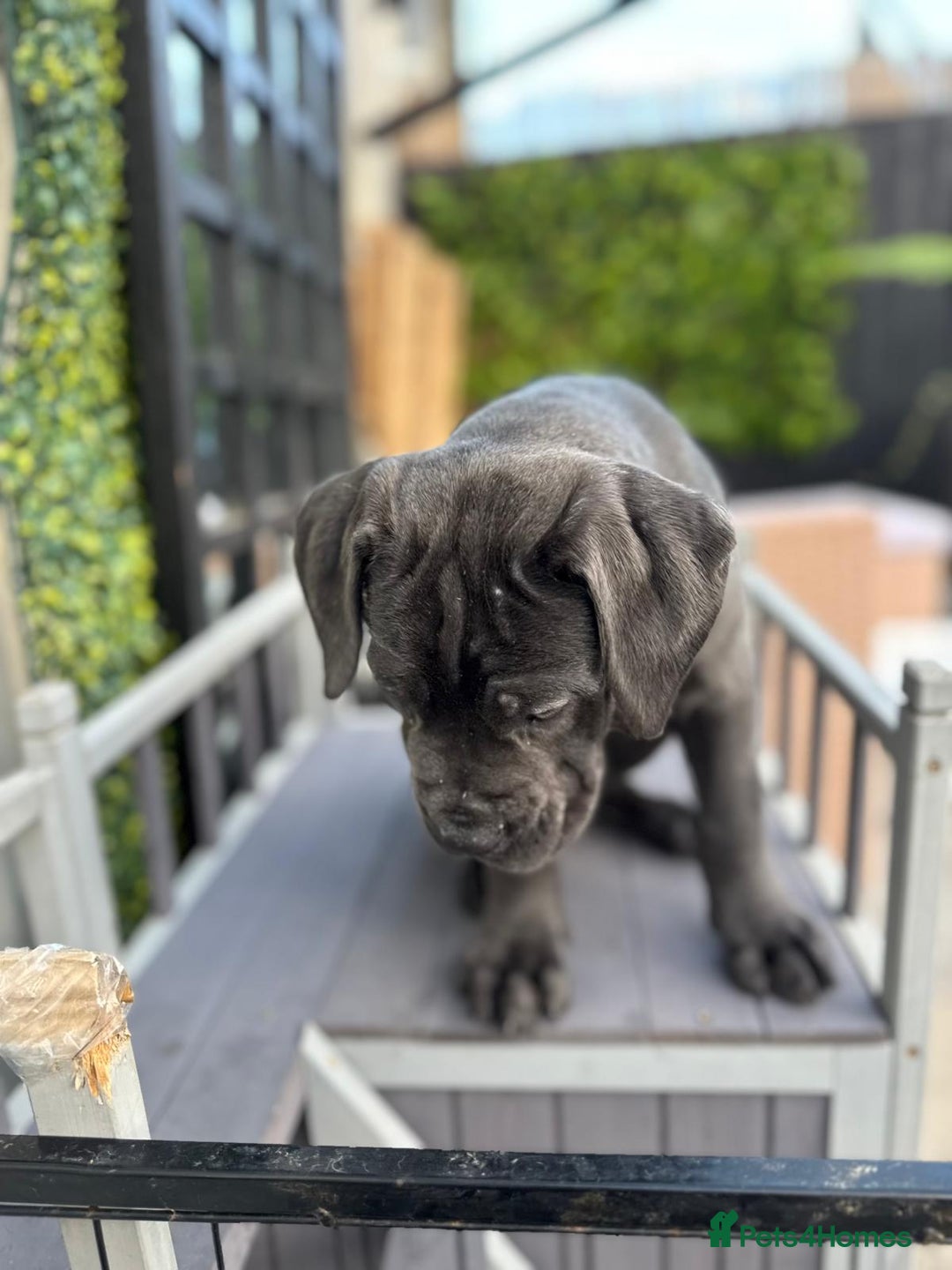 Mixed Breed dogs for sale: Last two mastiff pups available  - Advert 9