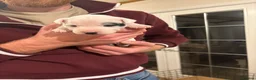 Parson Russell dogs for sale: Gorgeous Litter of Parson Terrier puppies  - Advert 6