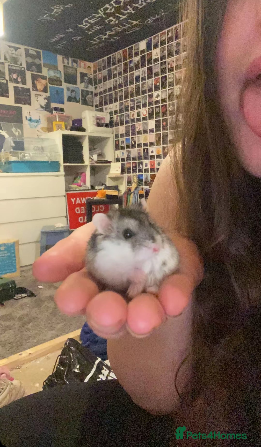 Hamster rodents for sale: Dwarf hamster needs rehoming  - Advert 3