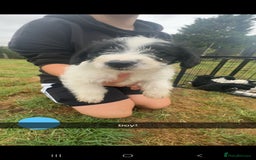 Jackapoo dogs for sale: Jackapoo puppies x7 - Image 4