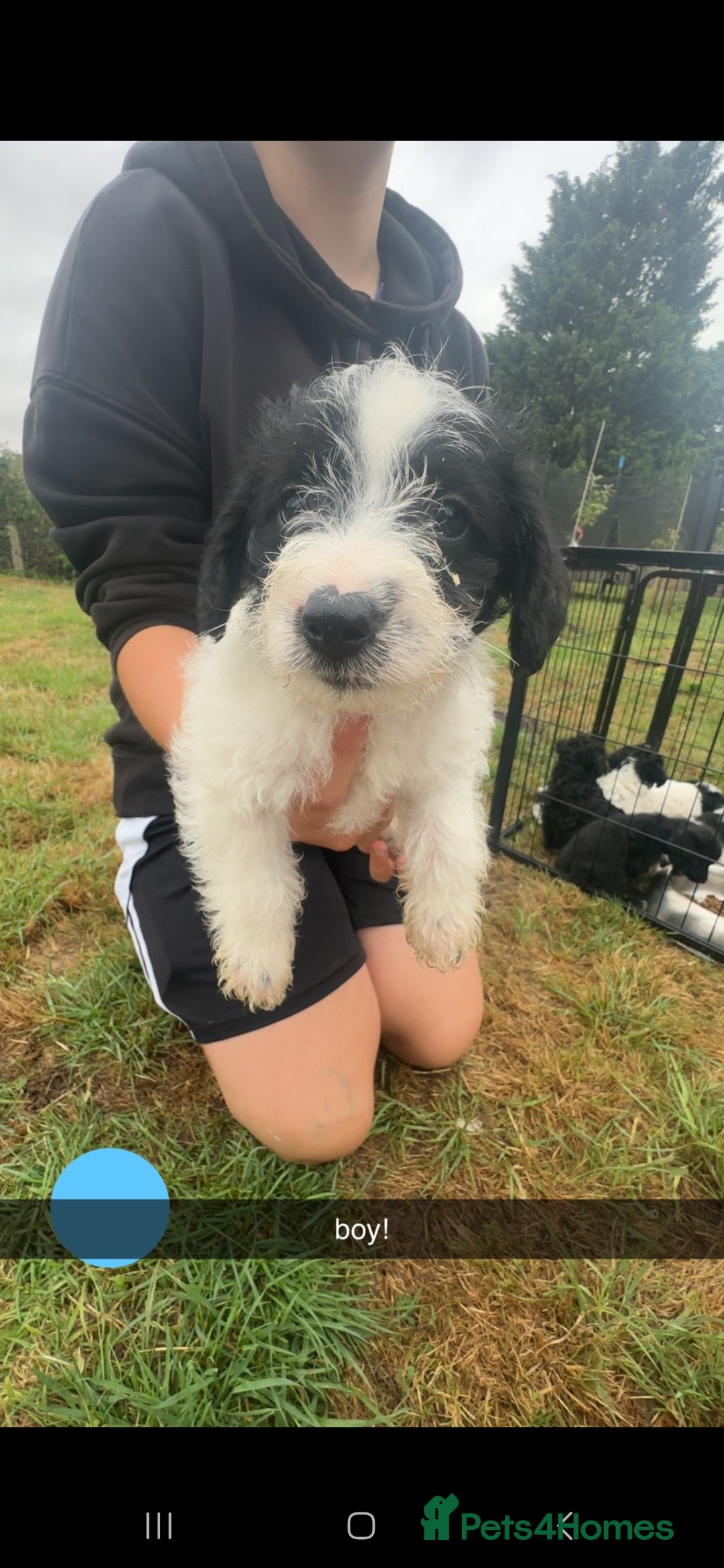 Jackapoo dogs for sale: Jackapoo puppies x7 - Image 4