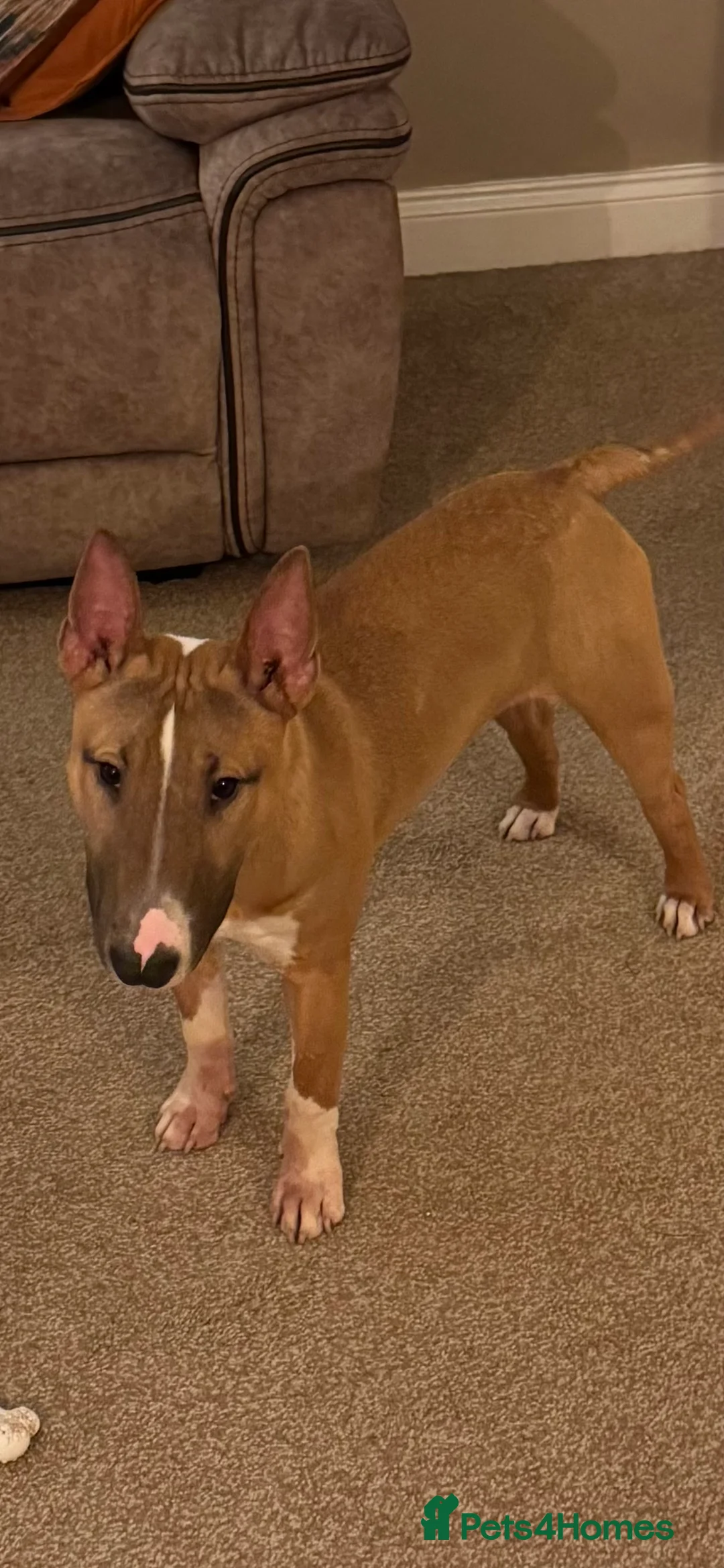 English Bull Terrier dogs for sale: English Bull Terrier - Advert 2