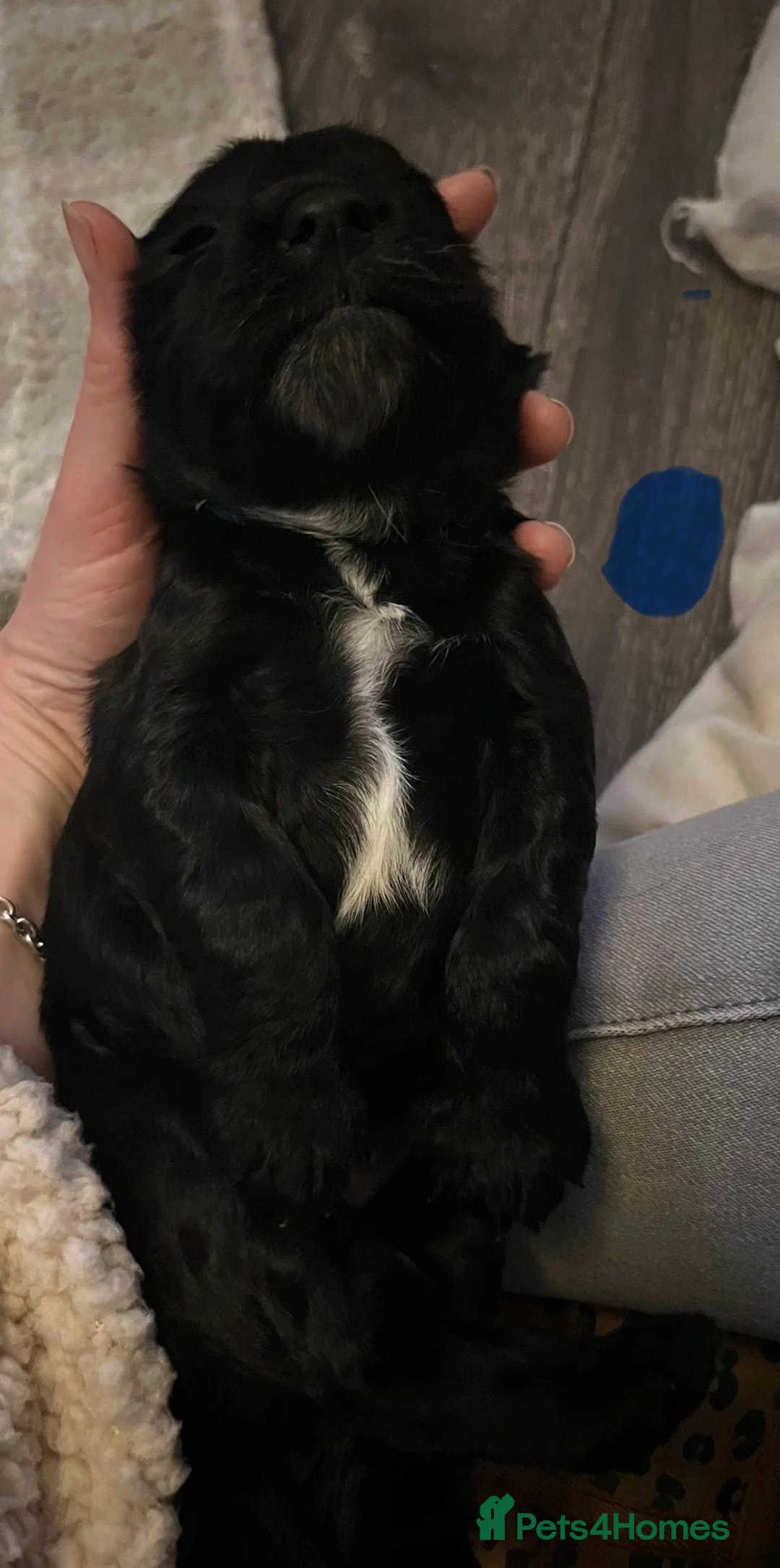 Sprocker dogs for sale: Sprocker spaniel puppies - Advert 21