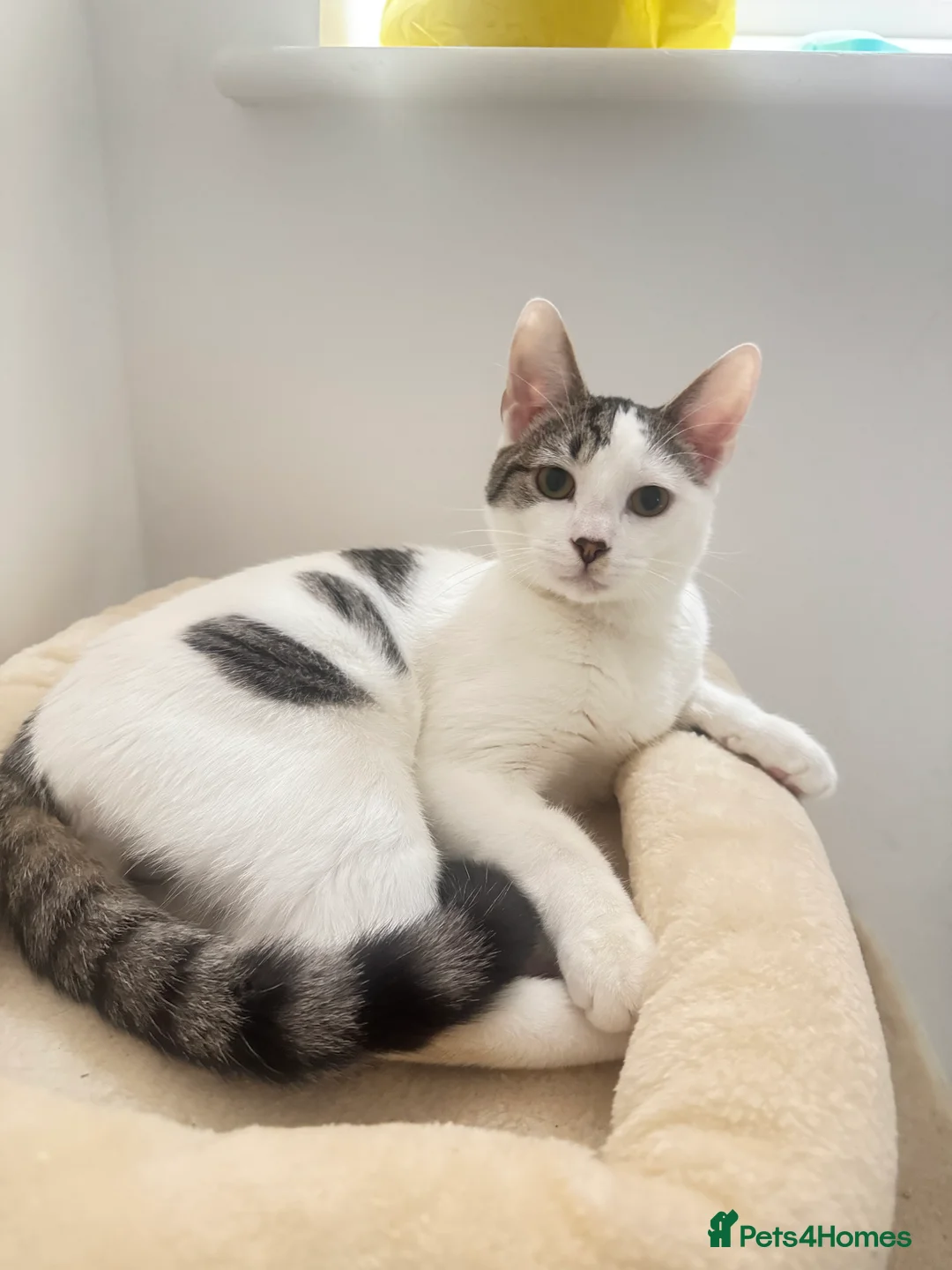 British Shorthair cats for sale: 7 month old British short hair kitten- white  - Advert 2