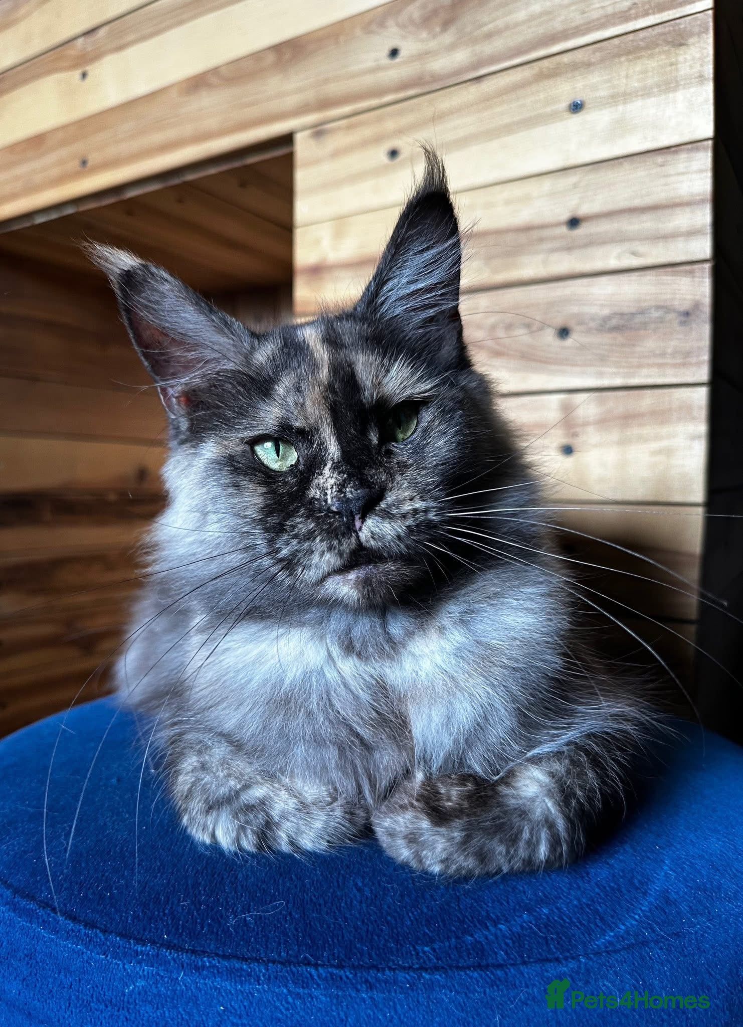 Maine Coon cats Active MaineCoon Girl Available | Full Registered  - Advert 2