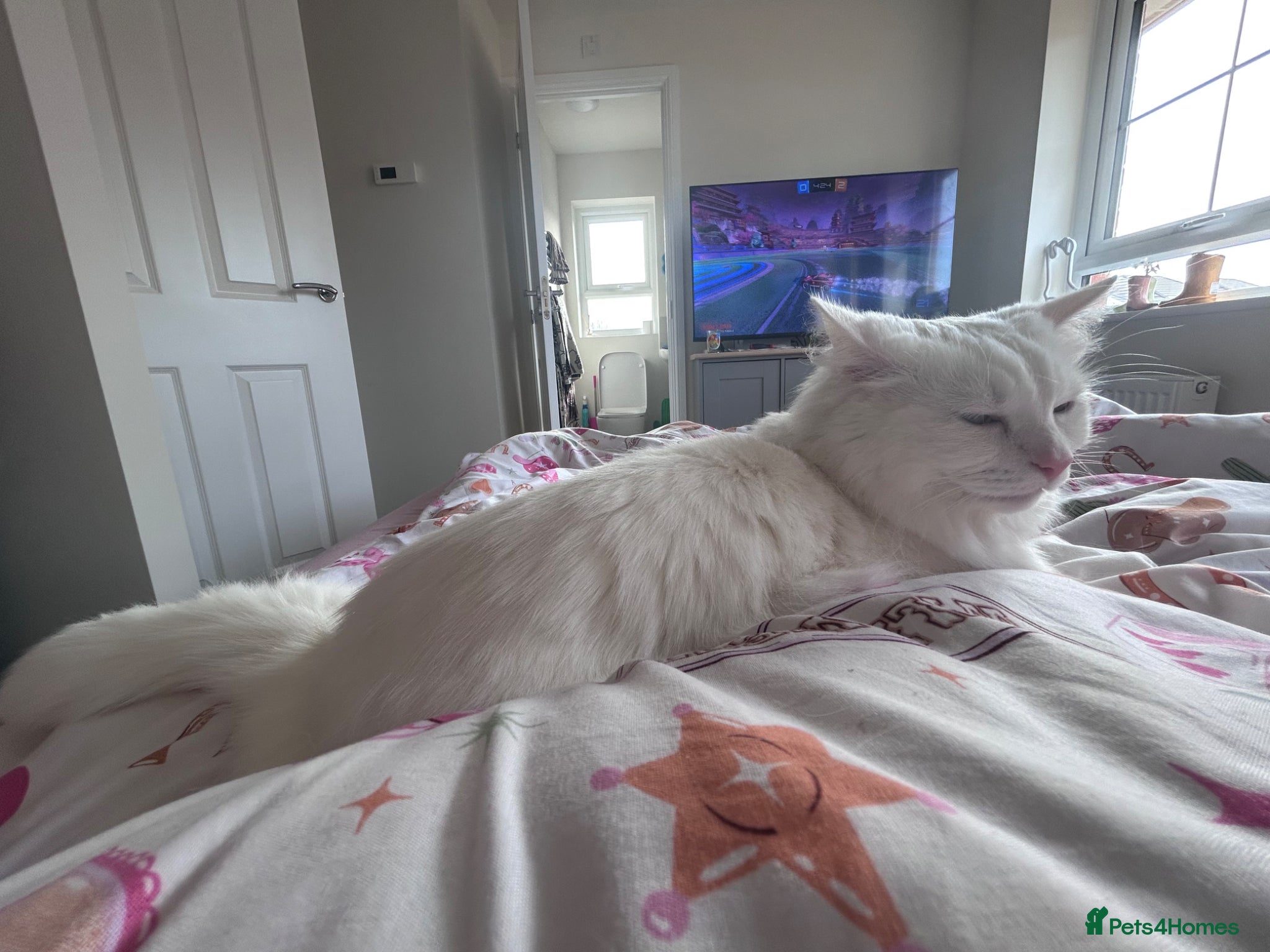 British Shorthair cats 4yr old girl long hair 2rd old boy short hair  - Advert 2