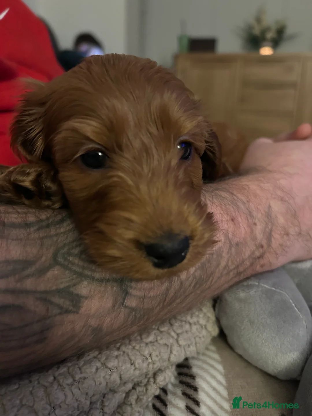 Cavapoo dogs for sale: 9 Week Old Cavapoo - Advert 3