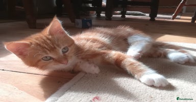 Mixed Breed cats - Advert 8