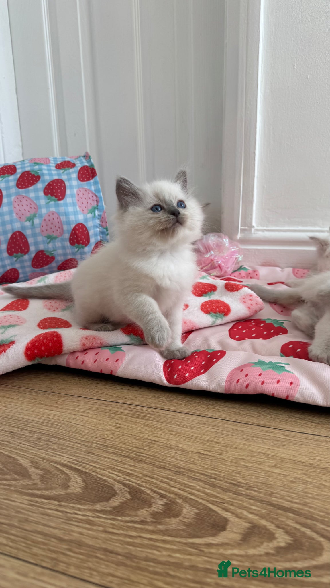Ragdoll cats GCCF LILAC Ragdoll kittens  - Advert 2