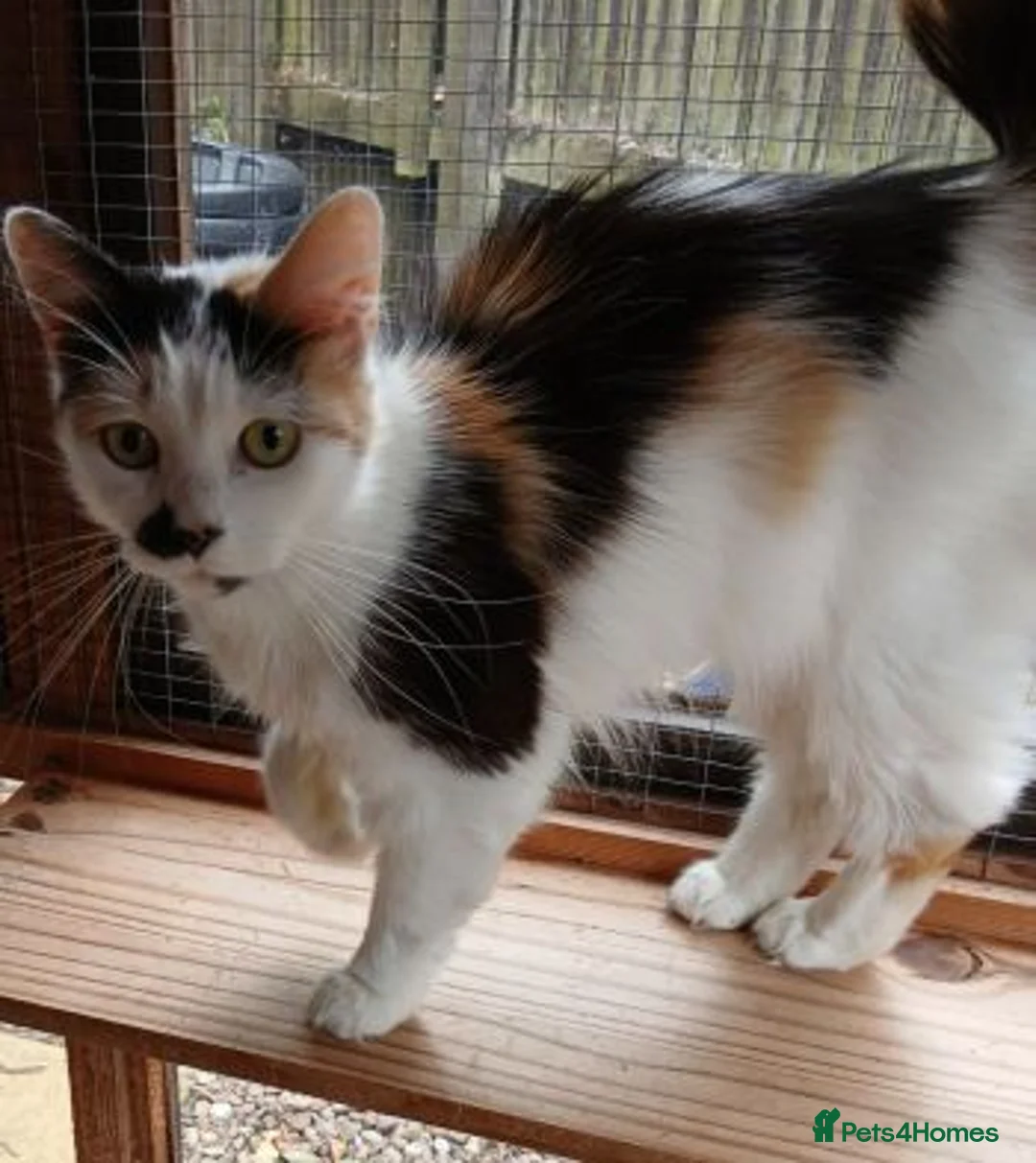 Mixed Breed cats for adoption: MISS ZOE - Advert 2