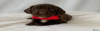 Cocker Spaniel Puppy 3