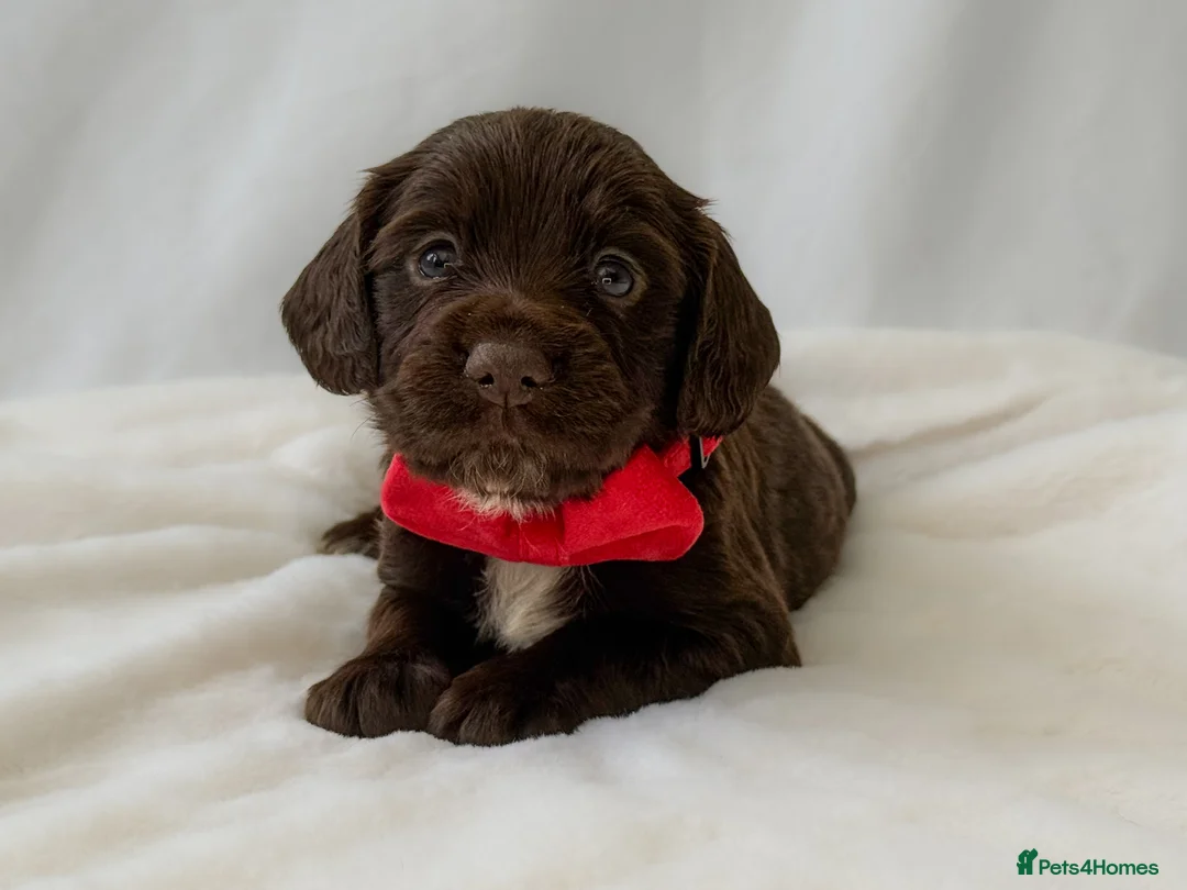Cocker Spaniel dogs for sale: KC Working Cocker Spaniel Puppies - Health Tested  - Advert 6