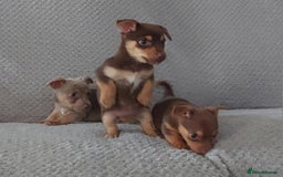 Jack Russell dogs for sale: Miniature jack Russell pups - Image 7