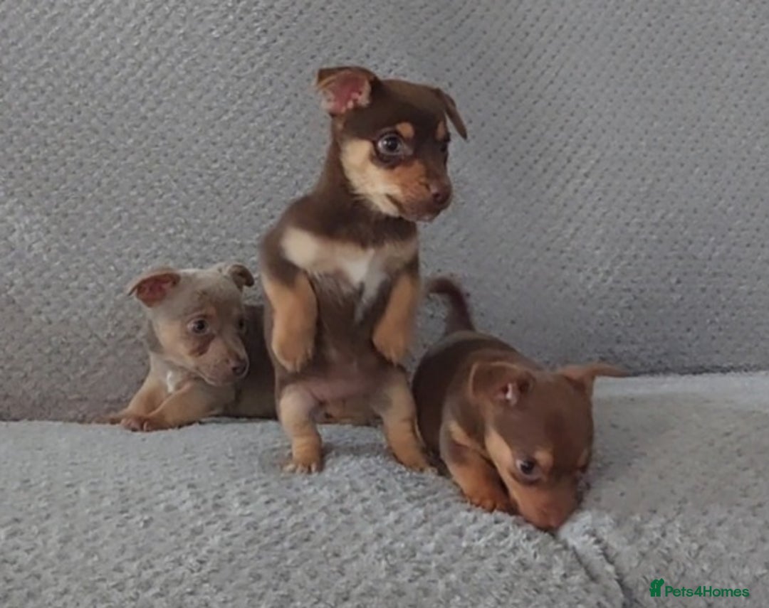 Jack Russell dogs for sale: Miniature jack Russell pups - Image 7