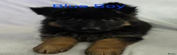 German Shepherd dogs for sale: Gorgeous German Shepherd Puppies For Sale - Advert 16