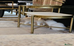 Ragdoll cats for sale: Champion dad Pedigree ragdolls GCCF  - Image 9