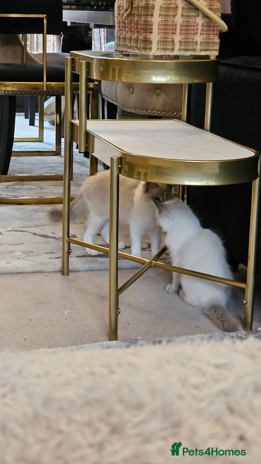 Ragdoll cats for sale: Champion dad Pedigree ragdolls GCCF  - Image 9