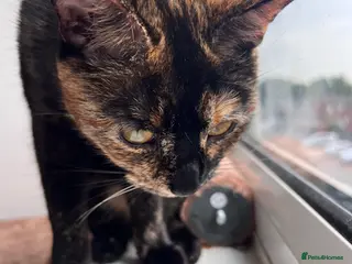 British Shorthair cats Kittens with mittens - Advert 2