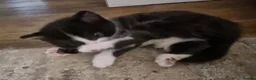 Domestic Shorthair cats for sale: Gorgeous tuxedo and mixed litter - Advert 29