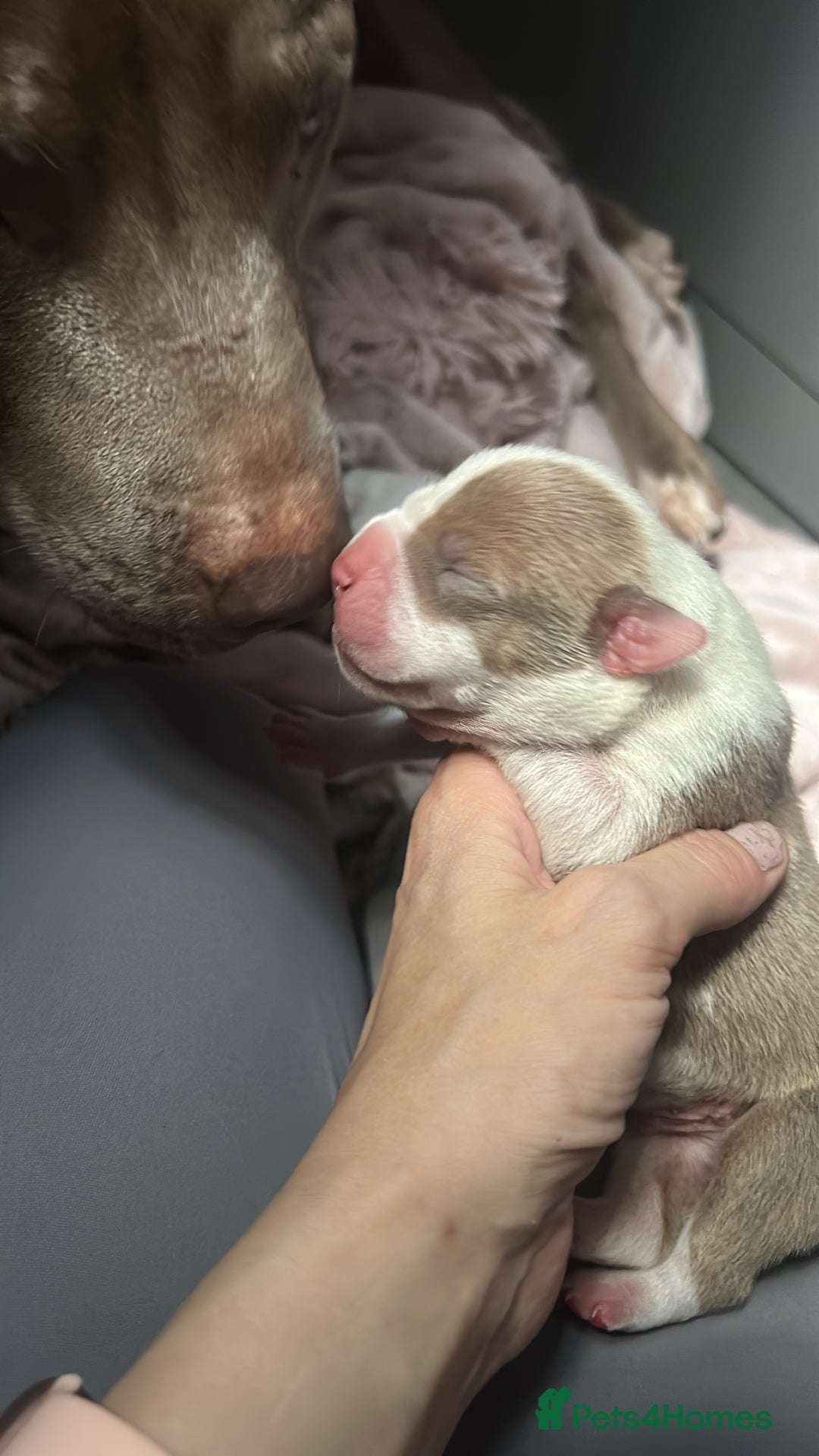 Mixed Breed dogs for sale: 2 beautiful pups (only the boy left) - Image 11