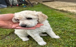 Standard Poodle dogs for sale: Standard poodle  - Image 24