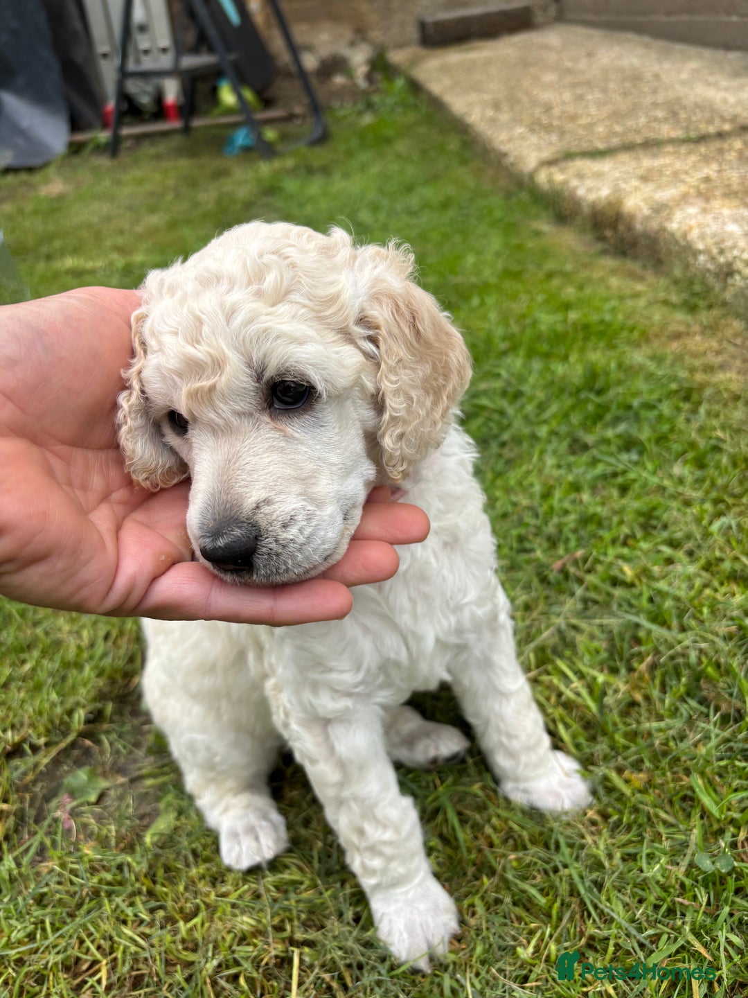 Standard Poodle dogs for sale: Standard poodle  - Image 24