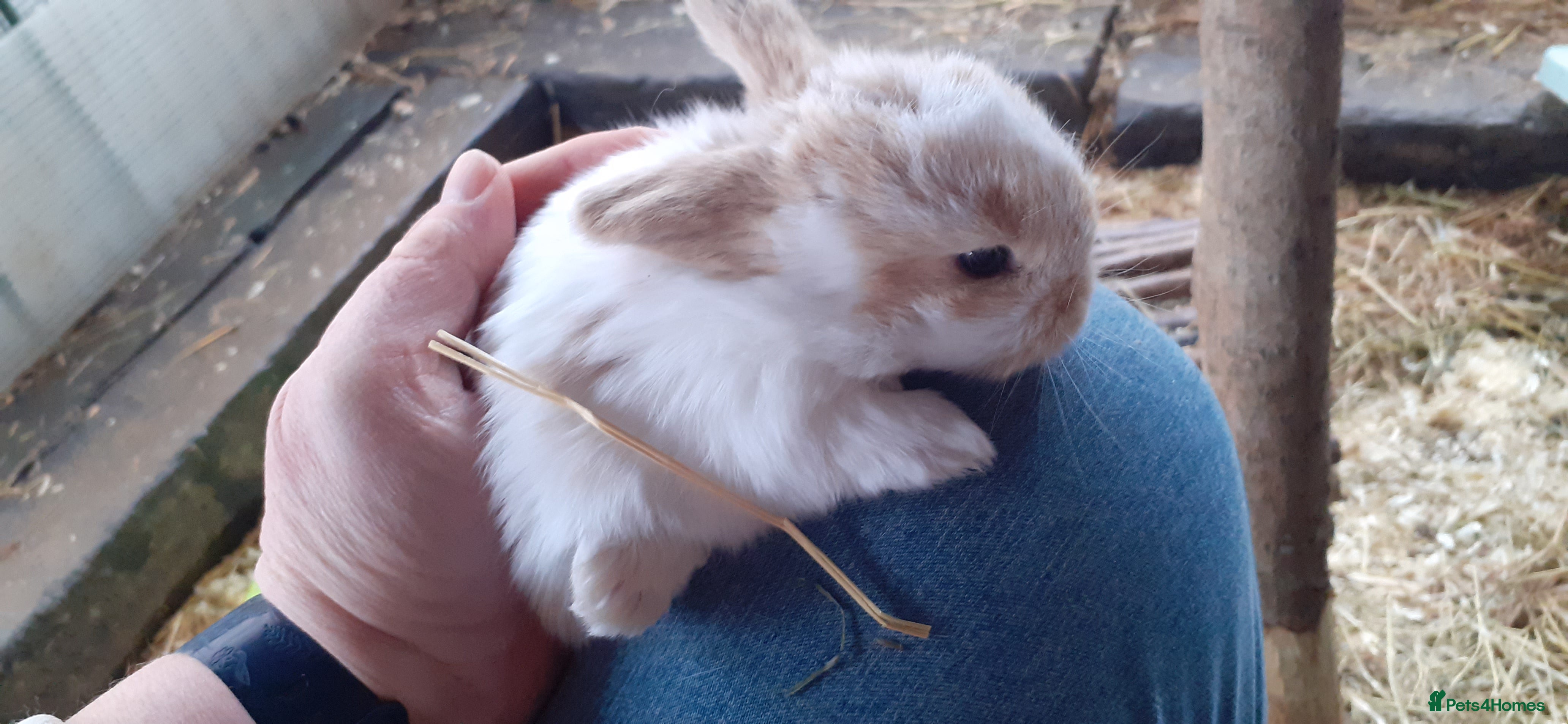 Mini Lop rabbits Mini lop babies  - Advert 3