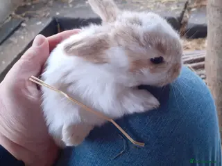 Mini Lop rabbits Mini lop babies - Advert 3