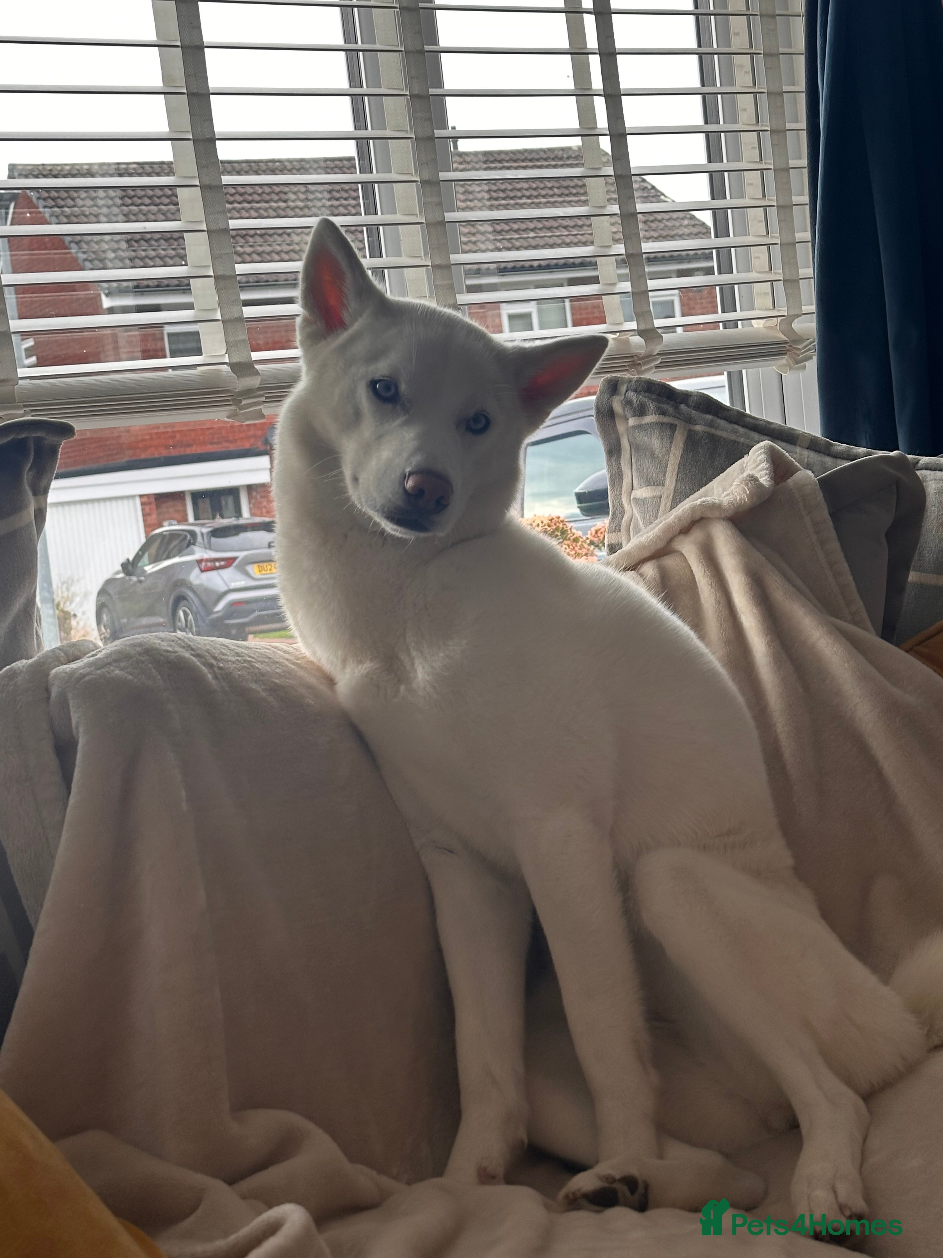 Siberian Husky dogs KC registered Siberian husky - Advert 1